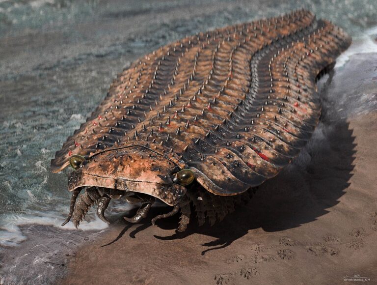 Scientific reconstruction of Arthropleura, the giant Carboniferous land arthropod