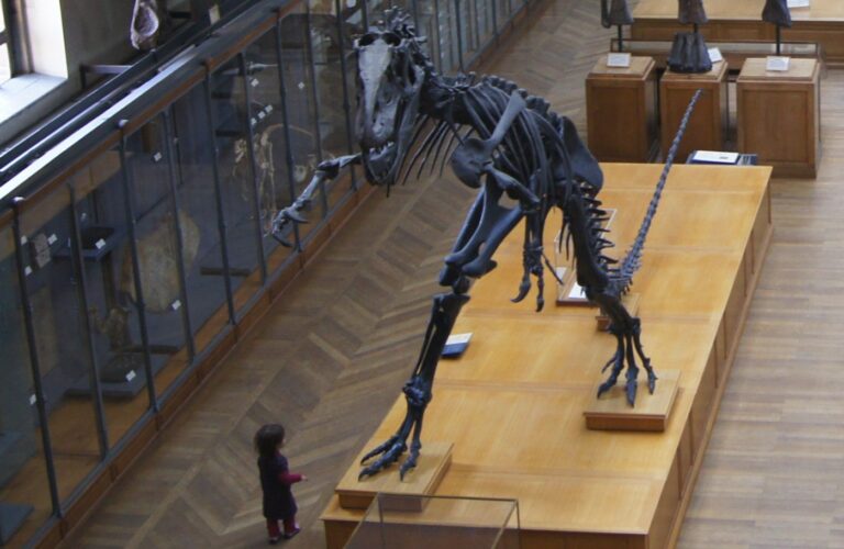 Dinosaur skeleton in a natural history museum illustrating Jurassic prehistoric life