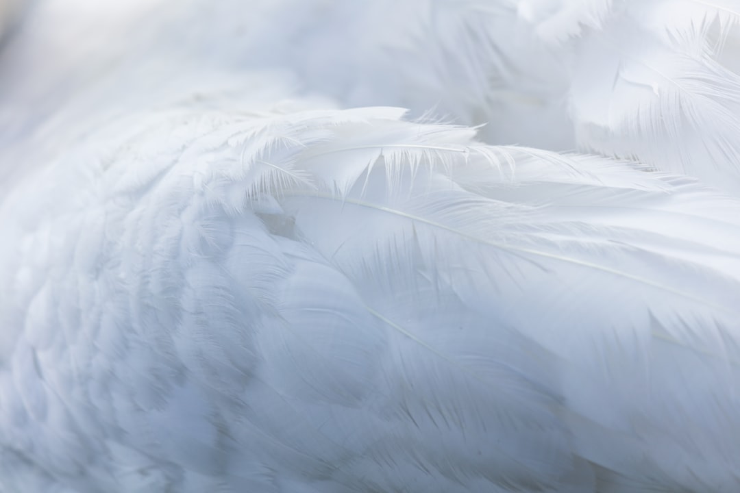 Layered feathers illustrating the evolution and structure of bird plumage
