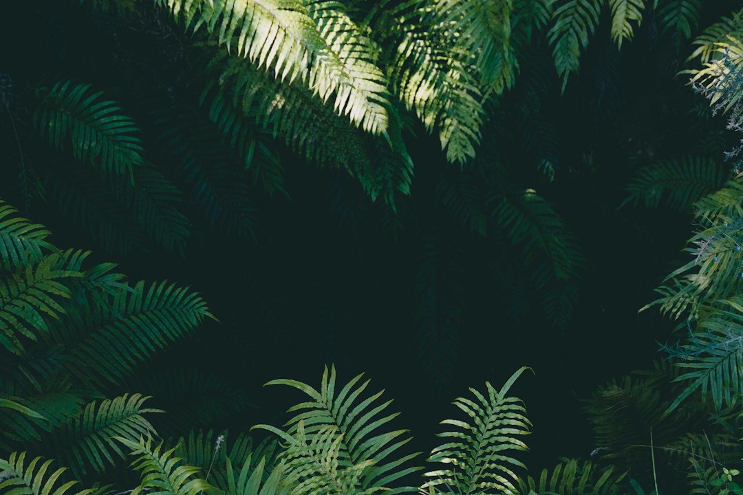 Fern-rich forest evoking the dense vegetation of Carboniferous coal swamps