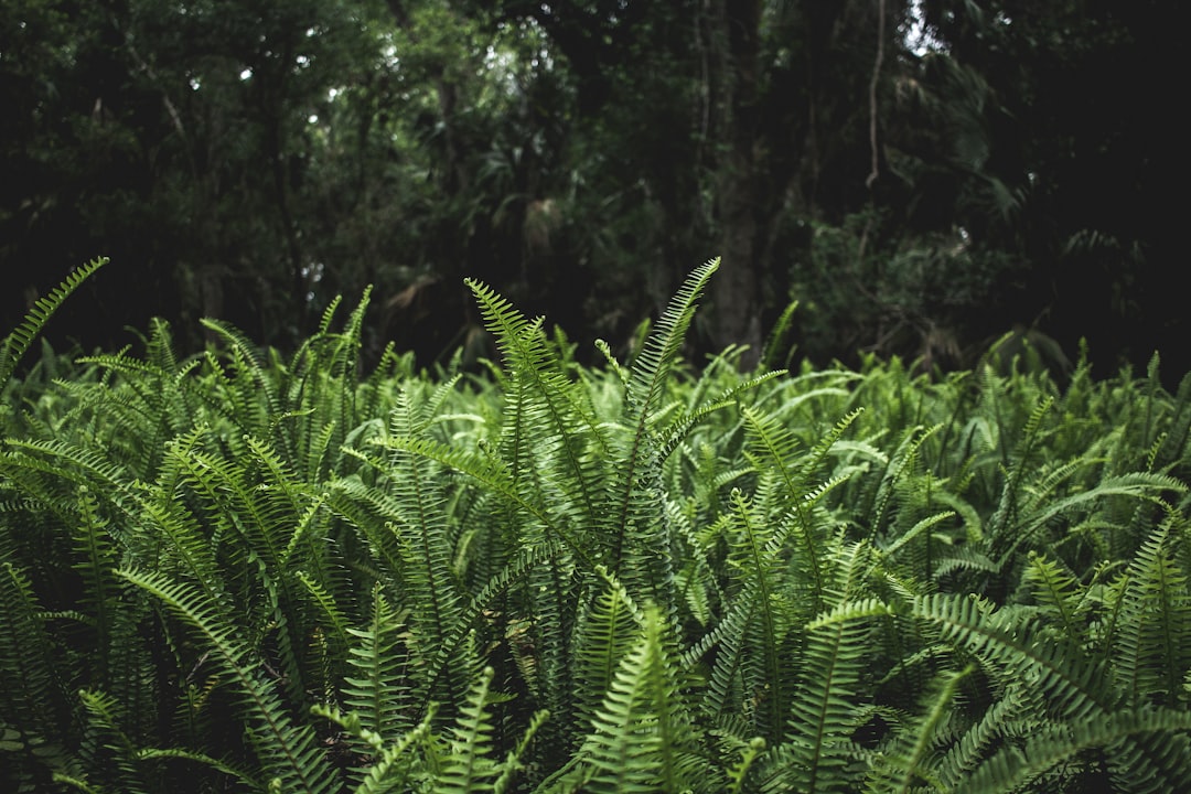 Dense vegetation illustrating Late Cretaceous floodplain habitats