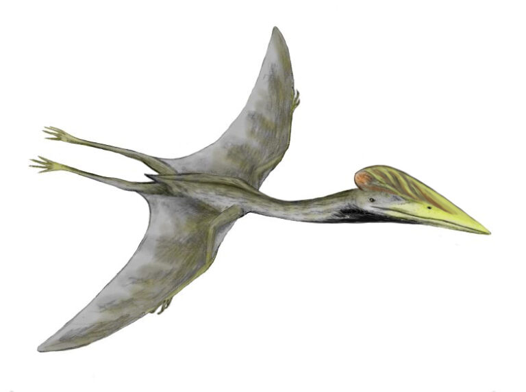 Reconstruction of Hatzegopteryx, a giant azhdarchid pterosaur from the Late Cretaceous