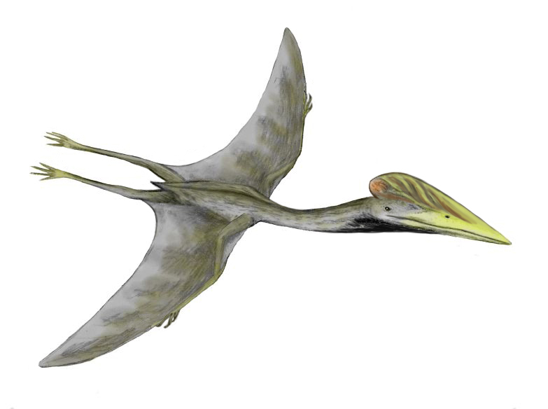 Reconstruction of Hatzegopteryx, a giant azhdarchid pterosaur from the Late Cretaceous