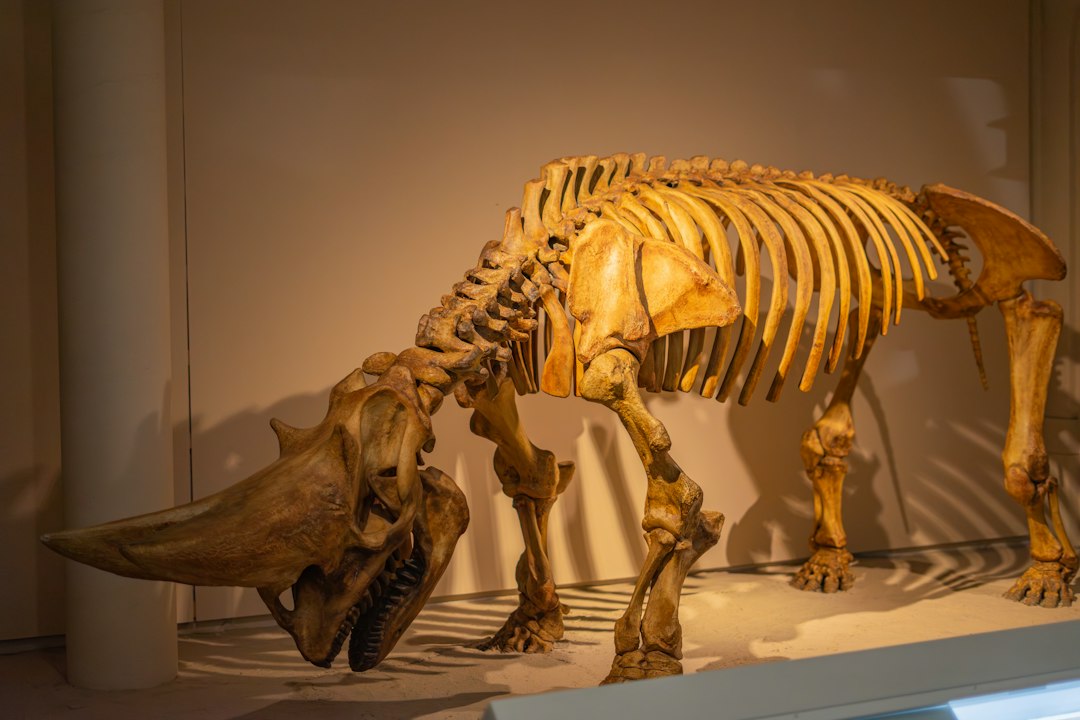 Ancient mammal skeleton illustrating Pleistocene ecosystems and large predators