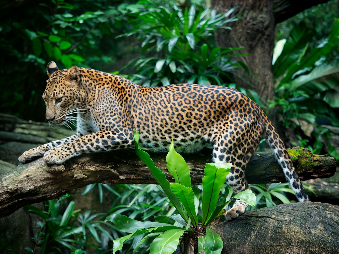 Jaguar in a forest habitat illustrating ambush predation and modern jaguar ecology