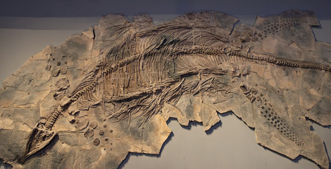 Marine reptile fossil illustrating the Cretaceous ocean world of Mosasaurus