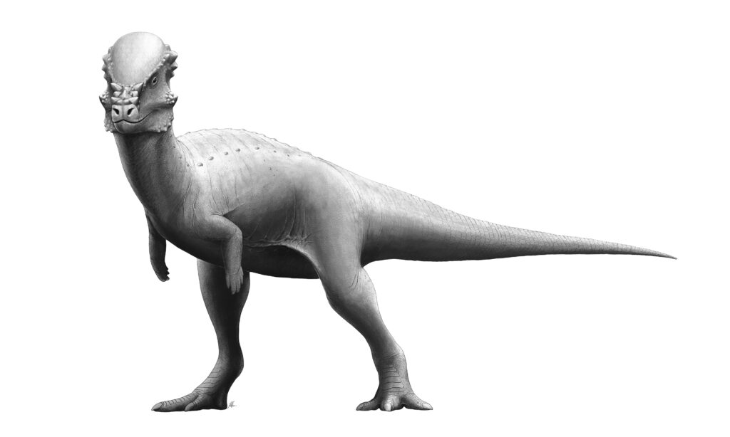 Reconstruction of Pachycephalosaurus showing its thick domed skull