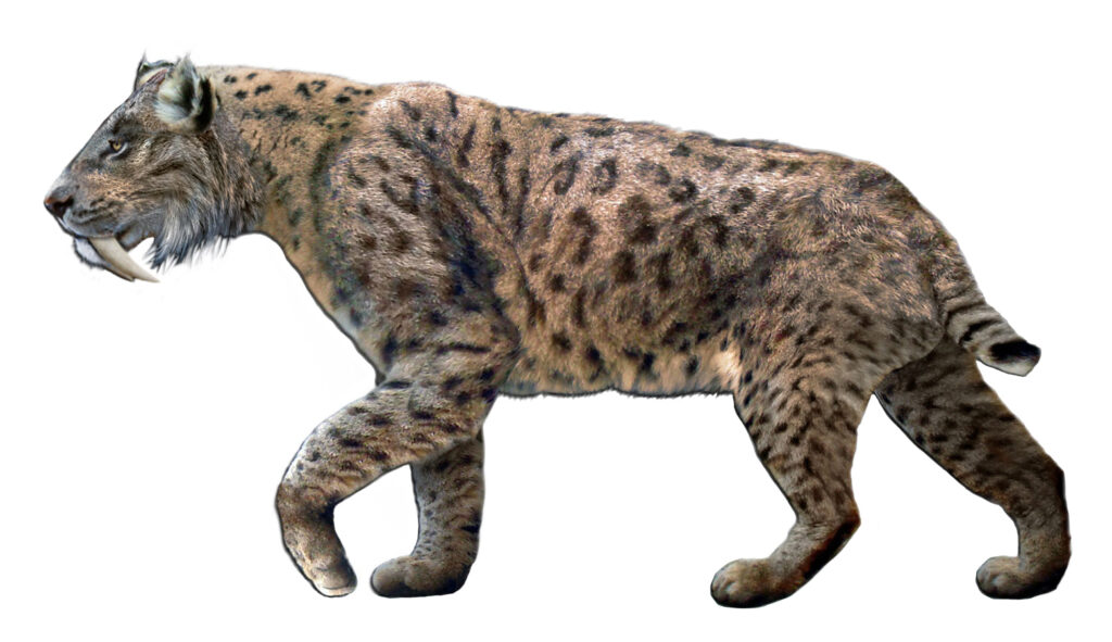 Reconstruction of Smilodon fatalis, the saber-toothed cat of the Ice Age