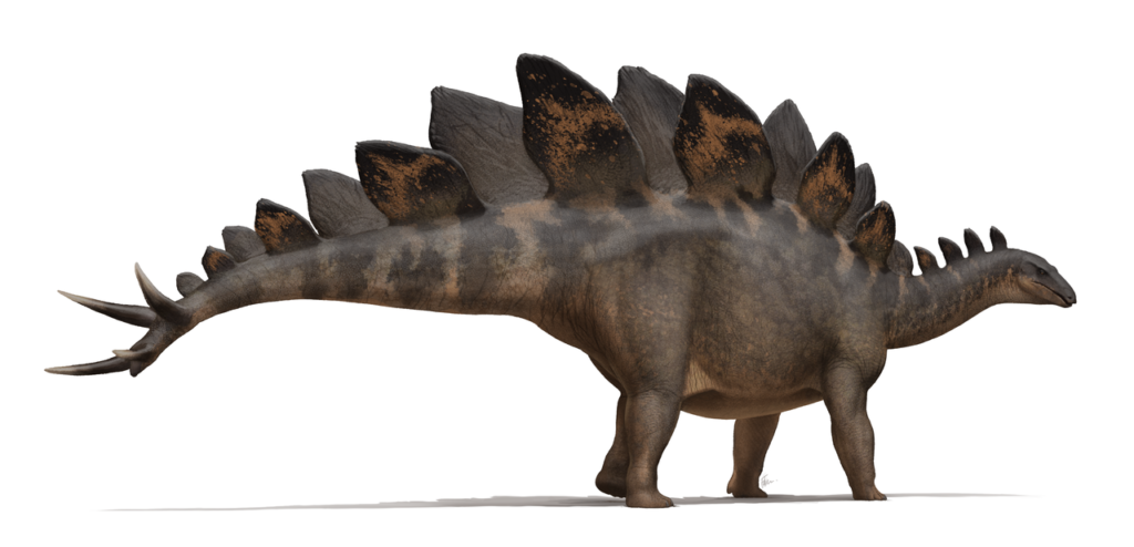 Life reconstruction of Stegosaurus stenops showing its plates and defensive tail spikes