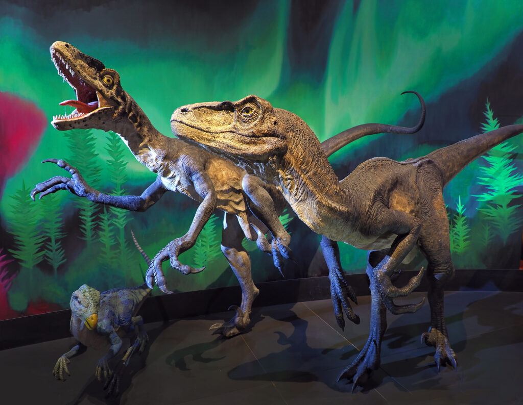 Deinonychus fossil or reconstruction illustrating the dinosaur renaissance in paleontology
